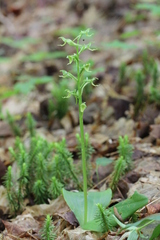 Platanthera hookeri