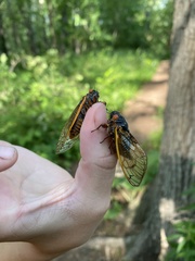 Magicicada septendecim