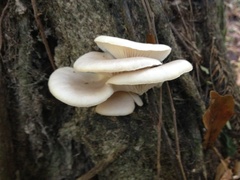 Pleurotus ostreatus