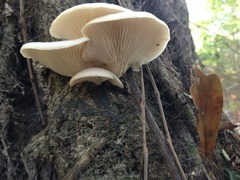 Pleurotus ostreatus