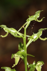 Platanthera hookeri