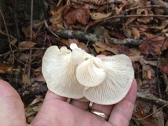 Pleurotus ostreatus