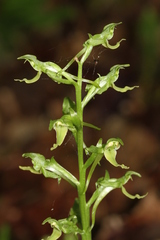 Platanthera hookeri
