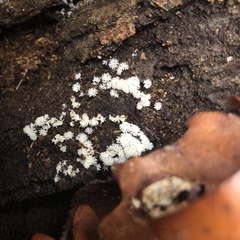 Ceratiomyxa fruticulosa