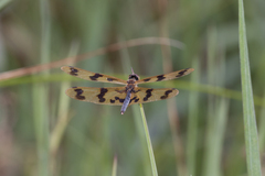 Rhyothemis graphiptera