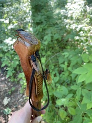 Magicicada septendecim