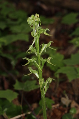 Platanthera hookeri