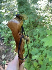 Magicicada septendecim