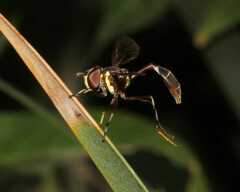 Salpingogaster