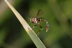Salpingogaster