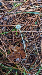 Mycena epipterygioides