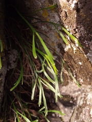 Asplenium septentrionale
