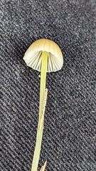 Mycena epipterygioides