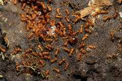 Wasmannia auropunctata