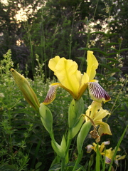 Iris variegata