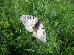 Parnassius mnemosyne