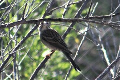Spizella passerina