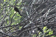 Spizella passerina