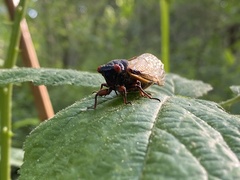 Magicicada septendecim