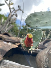 Opuntia dejecta