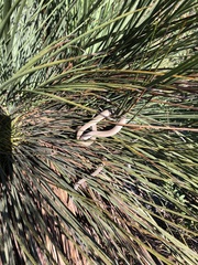 Pygopus lepidopodus