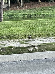 Terrapene carolina bauri