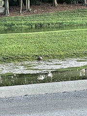 Terrapene carolina bauri