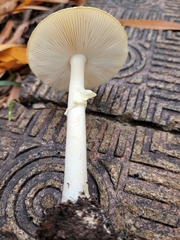 Amanita citrina