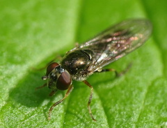 Platycheirus scutatus