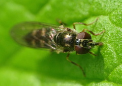 Platycheirus scutatus
