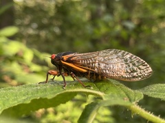 Magicicada septendecim