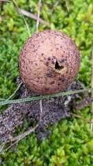 Lycoperdon nigrescens