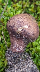 Lycoperdon nigrescens