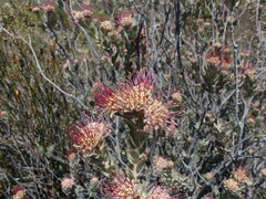 Leucospermum calligerum