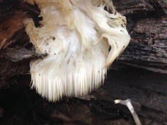 Hericium americanum