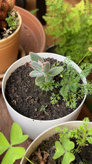 Kalanchoe tomentosa