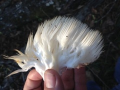 Hericium americanum