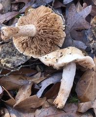 Hebeloma crustuliniforme