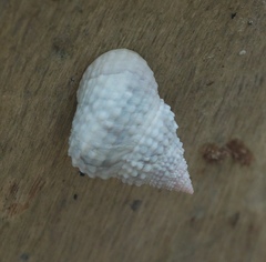 Cenchritis muricatus