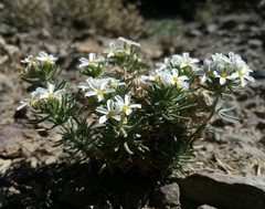 Leptosiphon nuttallii pubescens