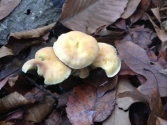 Hypholoma subviride