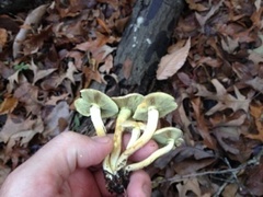 Hypholoma subviride