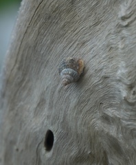 Cenchritis muricatus