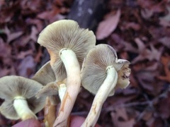 Hypholoma subviride