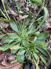 Plantago lanceolata
