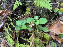 Stellaria pubera