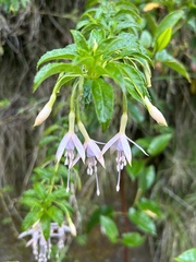Fuchsia