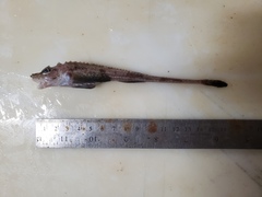 Leptagonus decagonus