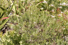 Euryops abrotanifolius