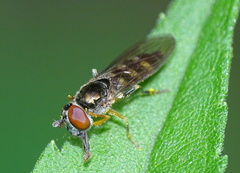 Platycheirus scutatus